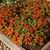 red flowers en masse