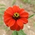 close-up of red flower