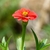 side view of red flower