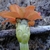 underside of flower