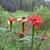 close-up of flowers in natural setting