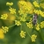 close-up of gold umbel with pollinator