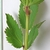 upper side of simple, compound ovate leaves