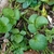 grouping of ovate leaves