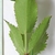 underside of simple, compound ovate leaves
