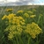 Clumping and erect habit of growth with gold umbels