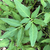 Close-up of leaves with serrated margins in summer