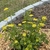 orm in bloom with yellow flowers