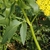 Compound lanceolate leave with serrated margin