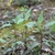 Young plant with gold umbel