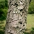 dark brown or gray blocky, furrowed, or scaly bark