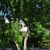 medium height thorny tree with edible fruits