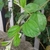 simple lanceolate leaf