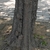 dark brown or gray blocky, furrowed, or scaly bark