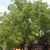 medium height thorny tree with edible fruits