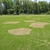 Lawn with large, circular, dead patches caused by disease.