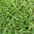 Close-up of coarse-textured Zoysia turf.