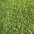 Broad view of coarse-textured Zoysia turf