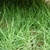 Close-up of fine-textured Zoysia species