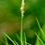 Inflorescence containing minute flowers