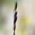 Spikelet with seeds alternating along the head