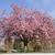 Form in bloom