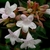 Persistent calyx of Abelia x grandiflora