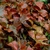 Oval leaves mottled with green, cream, pink, copper, and red