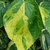 Ovate leaves with serrated margins with shades of green & gold