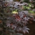 Red fall leaves and red samaras (Cabarrus County, NC)