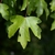 3-5 palmately lobed green leaves