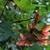Reddish winged samaras in a bunch