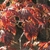 Branches with yellow, orange & burgundy leaves in fall