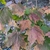 Branch with brown to burgundy-colored leaves in fall.