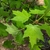 Bright green simple, opposite leaves with 3 medium deep lobes.