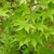 Chartreuse leaves & young red samaras in the summer.