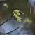Flower cluster of small green umbels on long stalks at stem tip