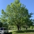 Mature roadside tree with spreading oval habit.