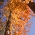 Upward view from the base showing trunk & yellow-orange leaves