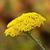 Achillea filipendulina