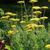 Achillea filipendulina