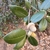 Acorn in November in San Diego County, California
