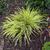 Acorus gramineus 'Ogon'