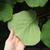 Back of leaf