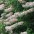 Aesculus californica