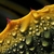Closeup of orange spines along the leaf edge