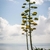 Long flowerstak with flowers with the sky in the background