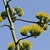 Flower cluster branches along a stalk with sky for backdrop