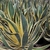 Leaves with yellow edges