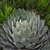 Form of the plant with leaves in a rosette